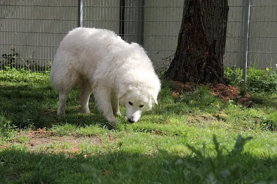 Teddy -  - Bild 6