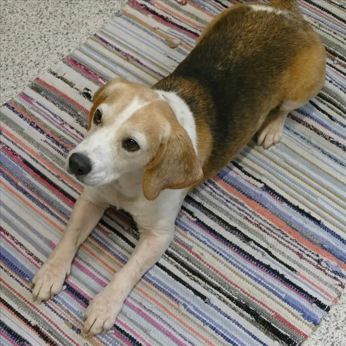 BABSI - Beagle - Bild 2