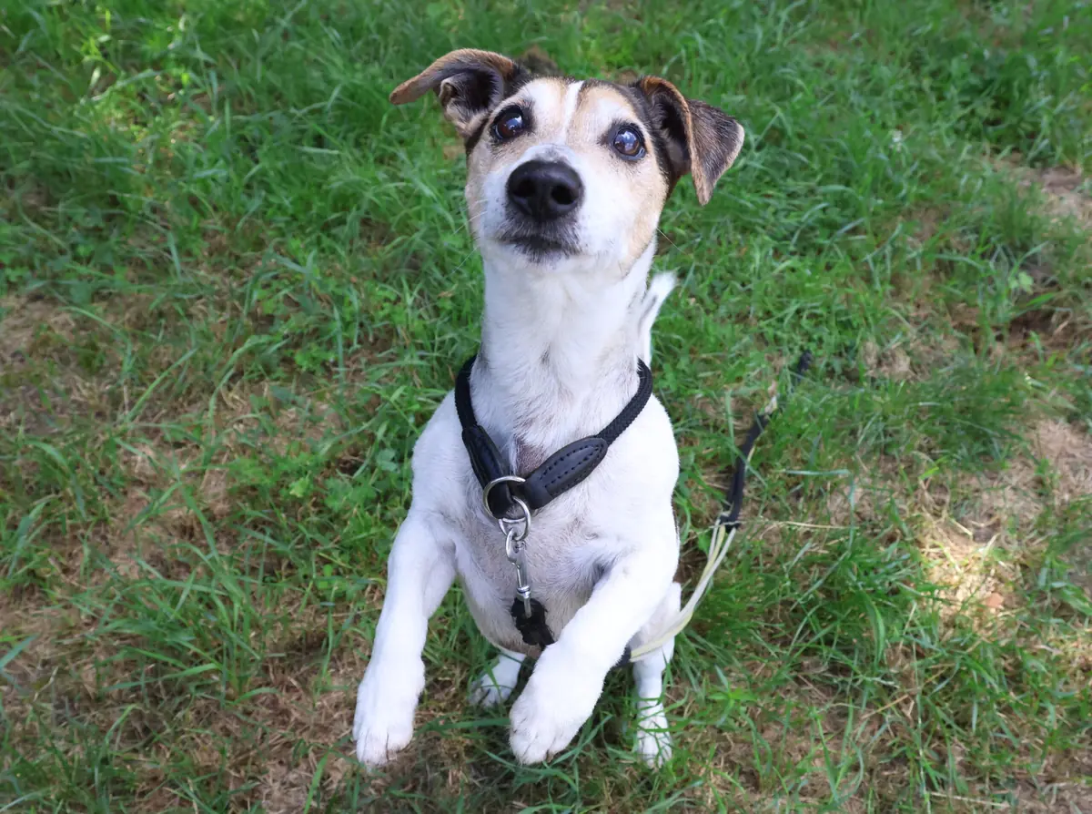 Grumpy - Jack Russell Terrier - Bild 2