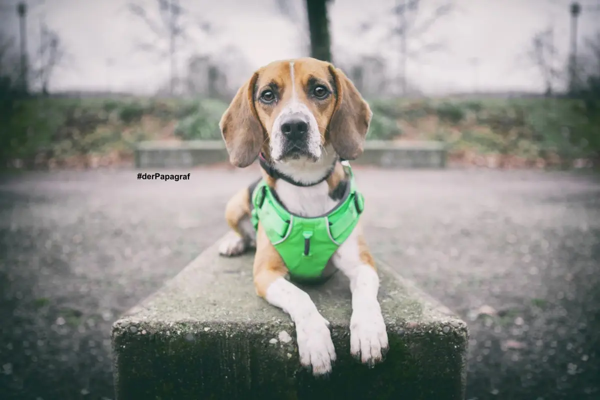Timo - Beagle - Bild 12