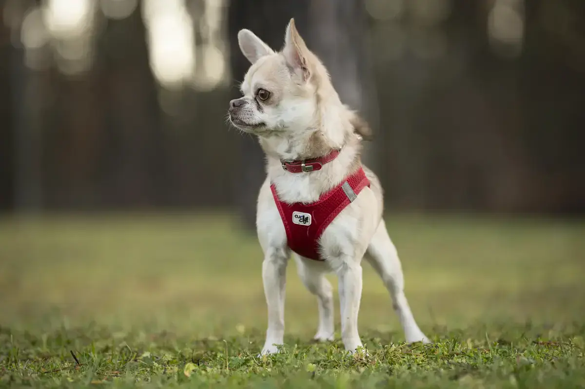 Niki - Chihuahua - Bild 2