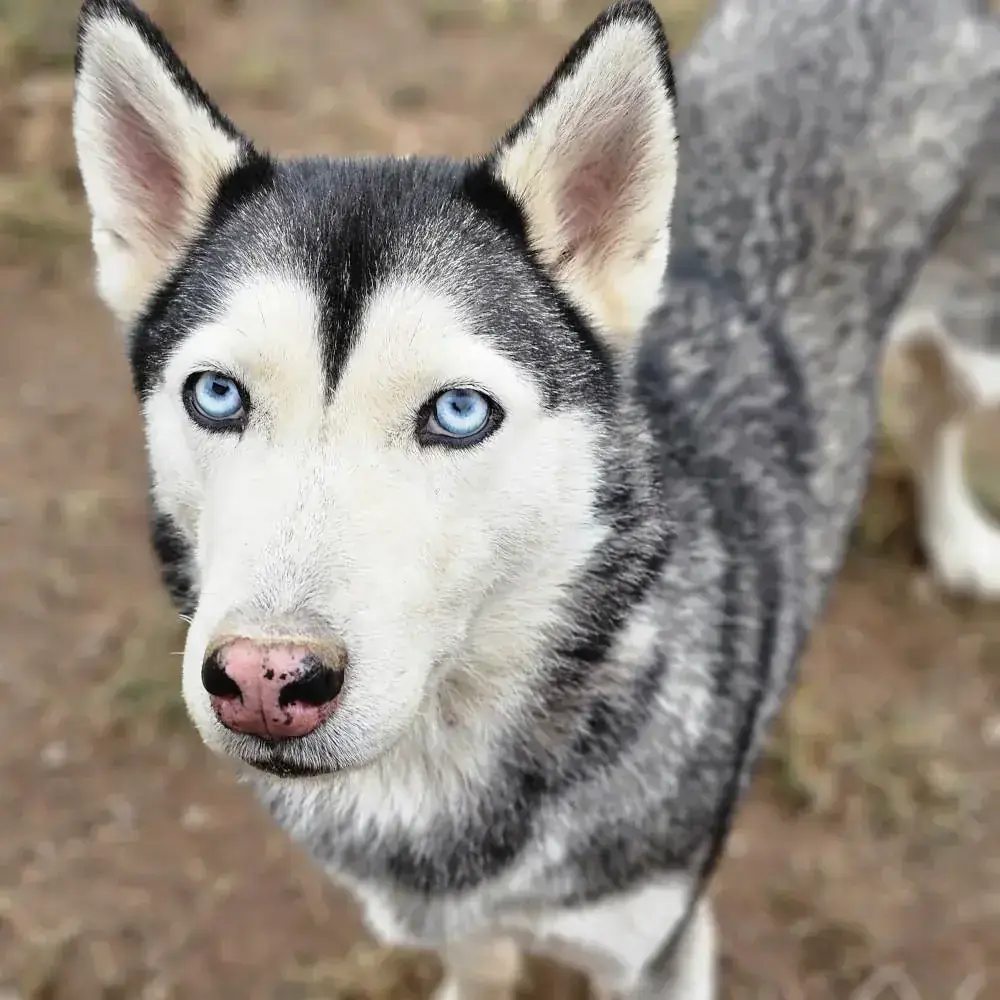 Tjara - Siberian Husky - Bild 1