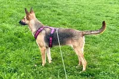 Alice – Belgischer Schäferhund – Bild 4