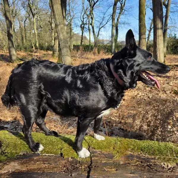 Chica -  - Bild 4