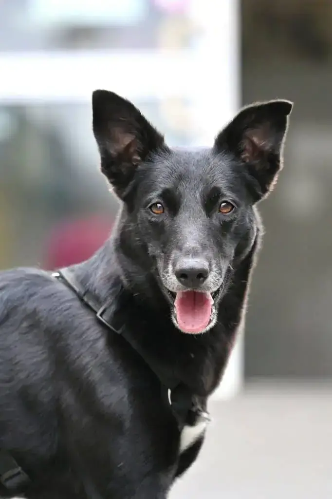 Elfi -  - Bild 1