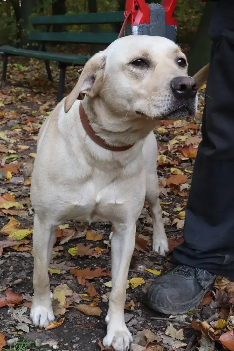 Lina - Labrador Retriever - Bild 7