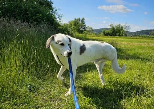Kemo -  - Bild 15