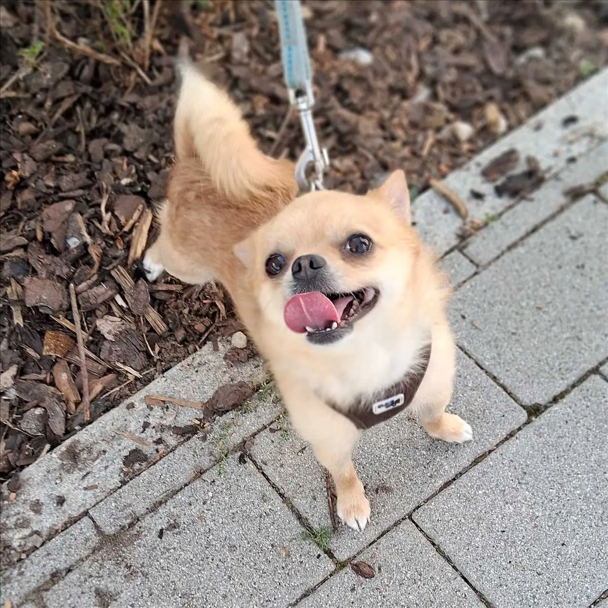 Gollum - Chihuahua - Bild 1