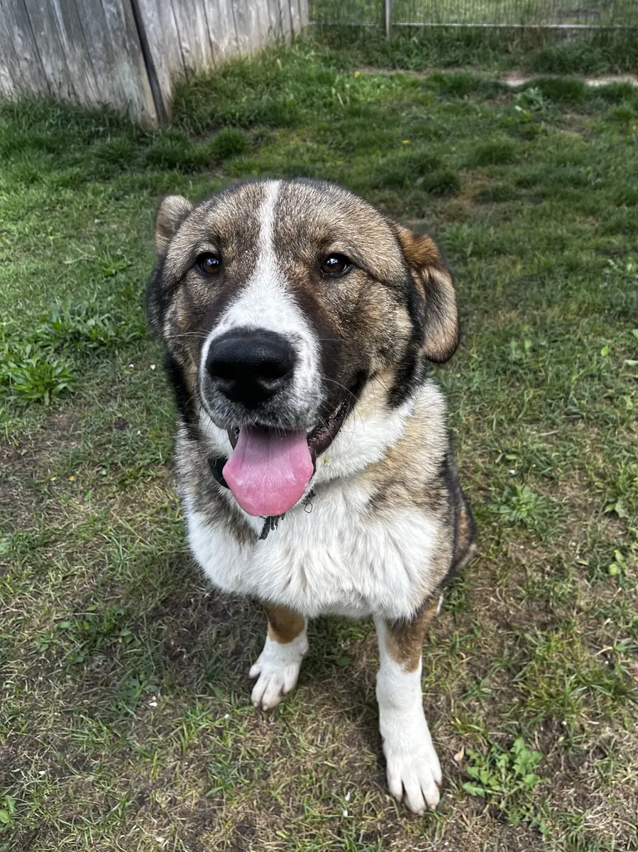 Arnie -  - Bild 2