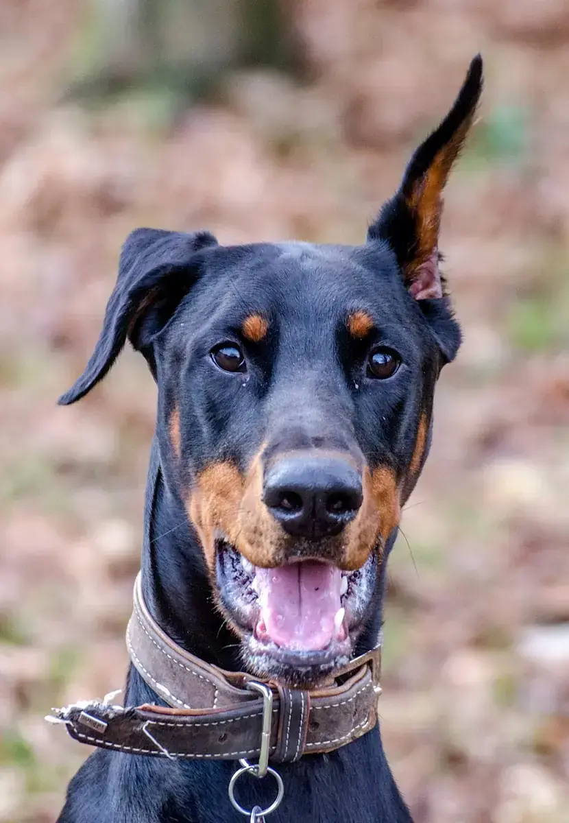 Ikarus - Dobermann - Bild 8