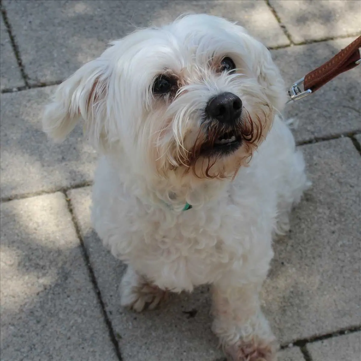 Fritzi -  - Bild 2
