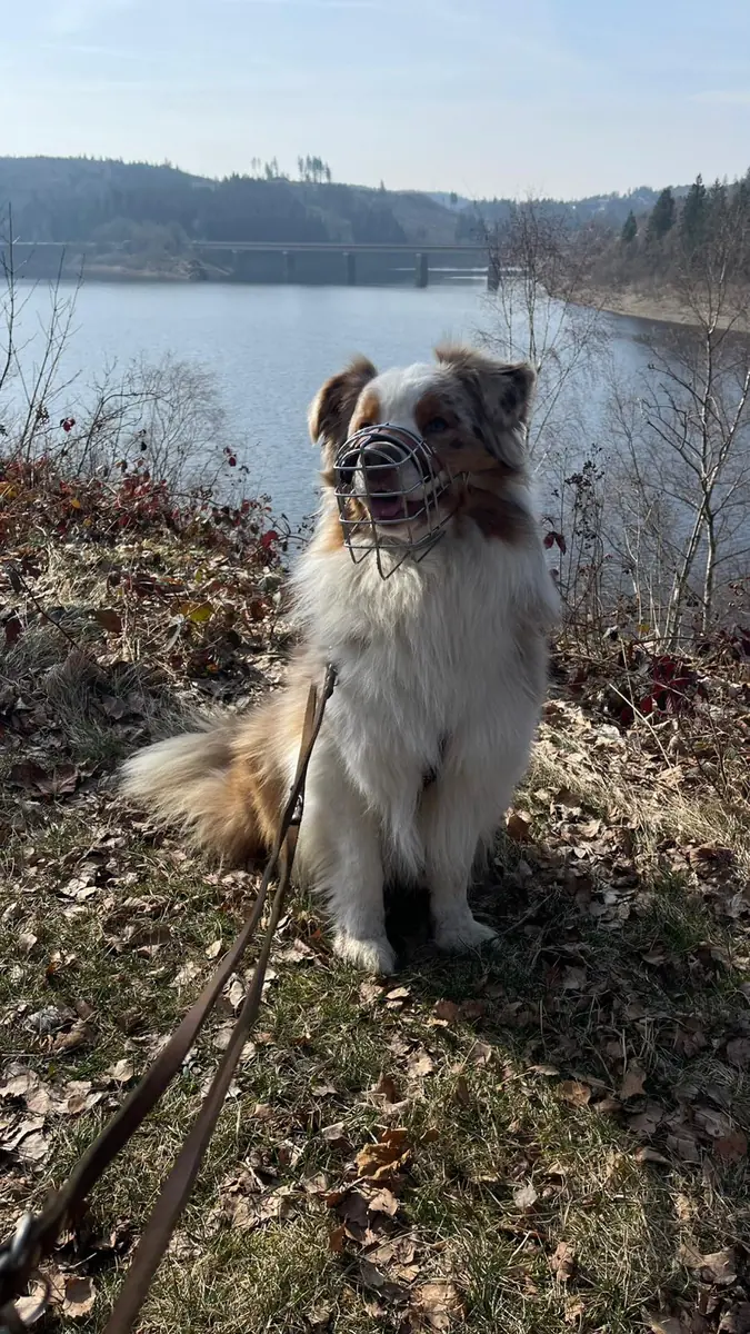 Noya - Australian Shepherd - Bild 5