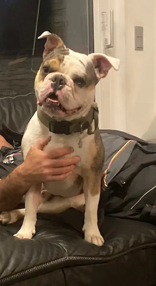 Ragnar - Englische Bulldogge, Französische Bulldogge - Bild 3