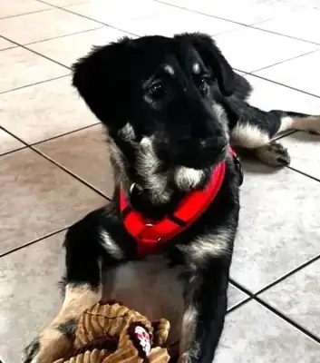 Poca – Hund – Bild 2