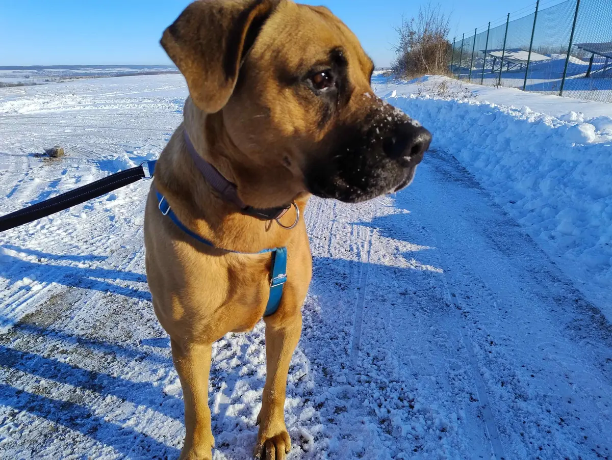 Balu - Deutscher Schäferhund - Bild 3