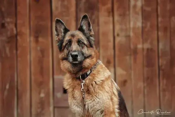 Lana - Deutscher Schäferhund - Bild 1