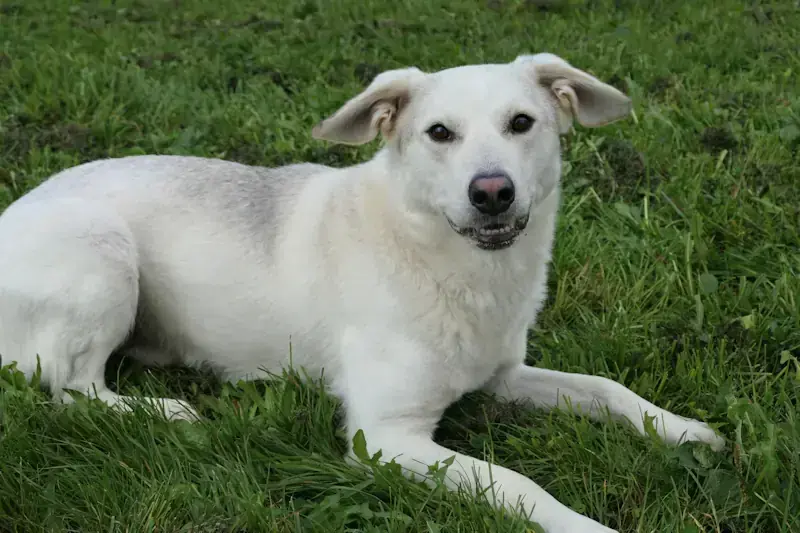 Siberian Husky, Labrador Retriever Pino