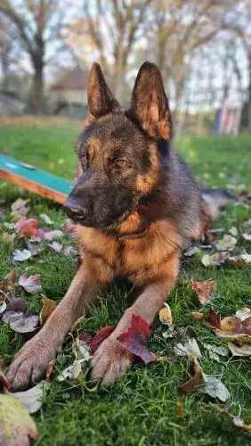 Jonny - Deutscher Schäferhund - Bild 5