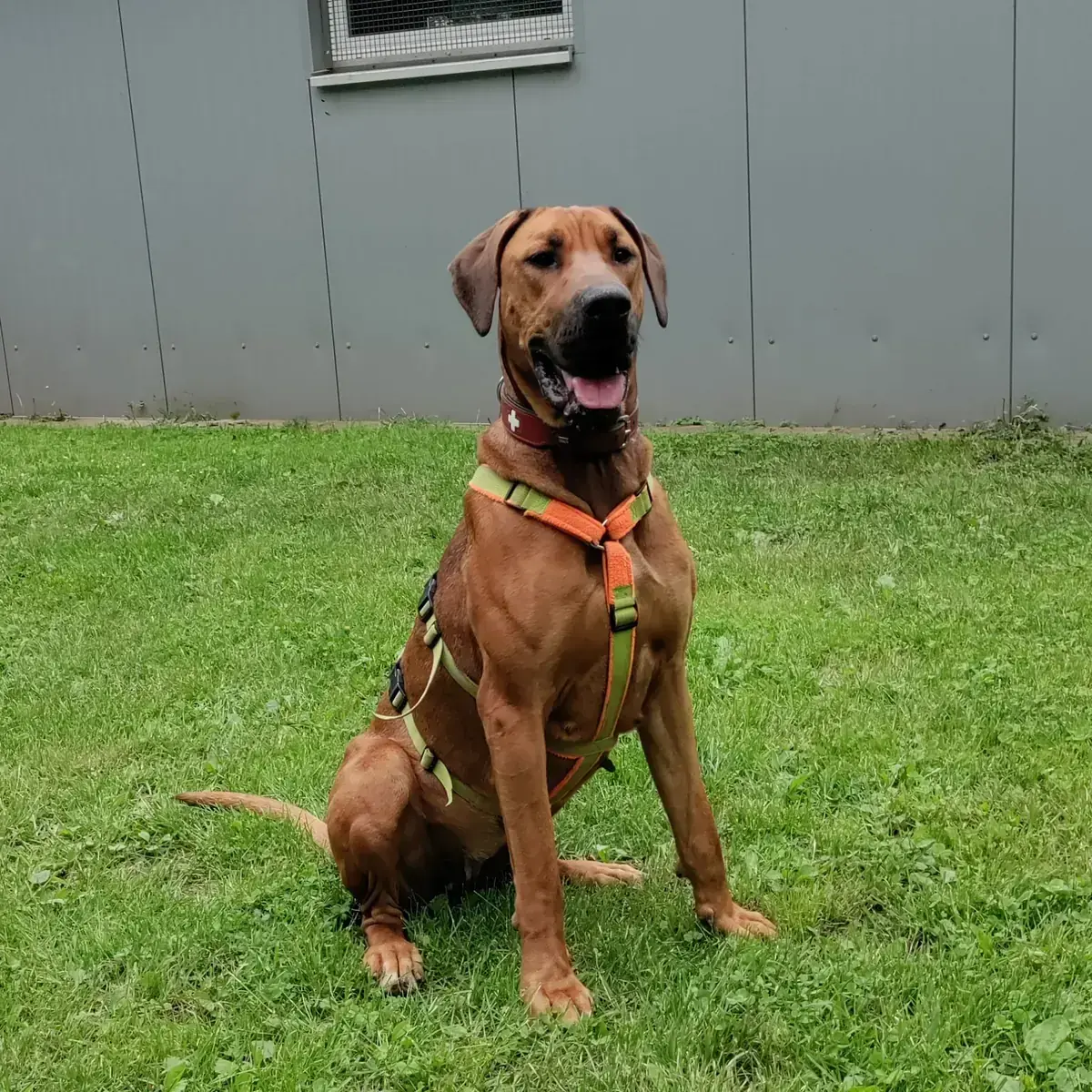 Chaya - Cane Corso Italiano - Bild 2