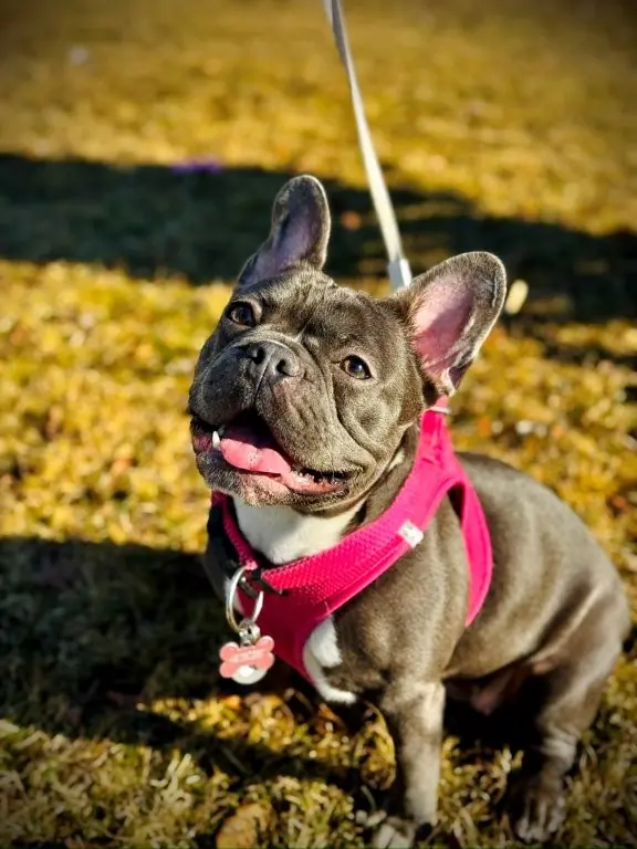 Nala - Französische Bulldogge - Bild 1
