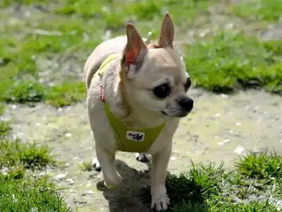 Pucki – Hund – Bild 14