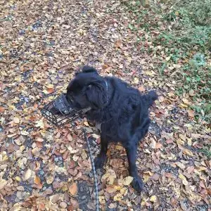 Bruno - Labrador Retriever - Bild 2