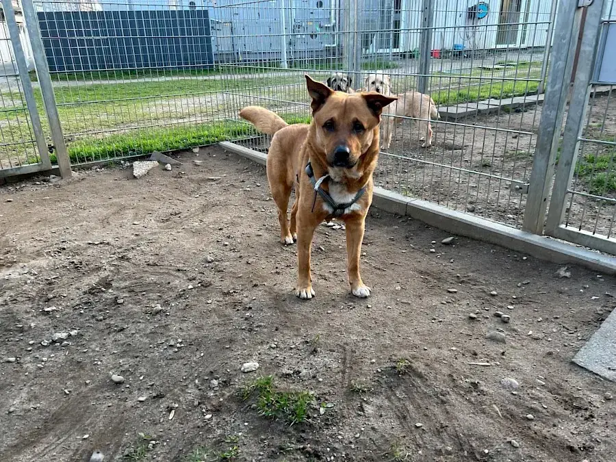 Rollo -  - Bild 4