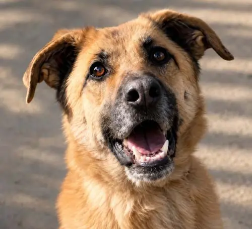 Luna - Deutscher Schäferhund - Bild 1