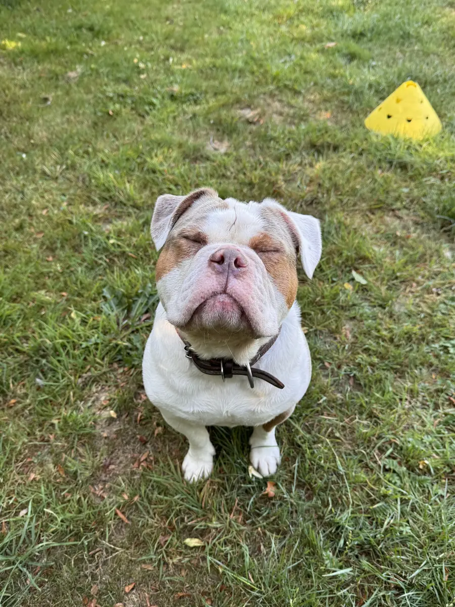 Ragnar - Englische Bulldogge - Bild 4