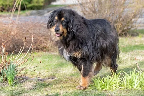 Rambo - Hovawart - Bild 2