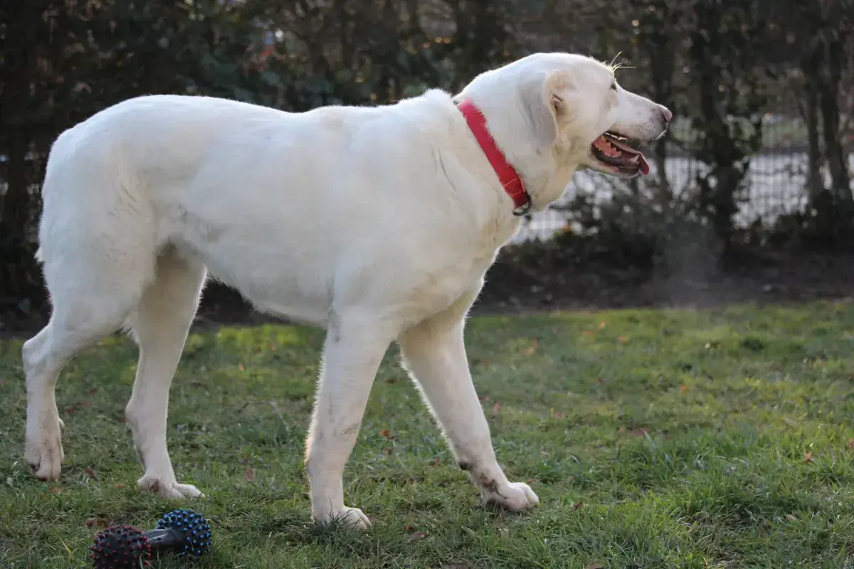 Niebla -  - Bild 7