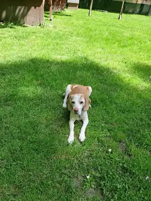 Shaila – Beagle – Bild 4