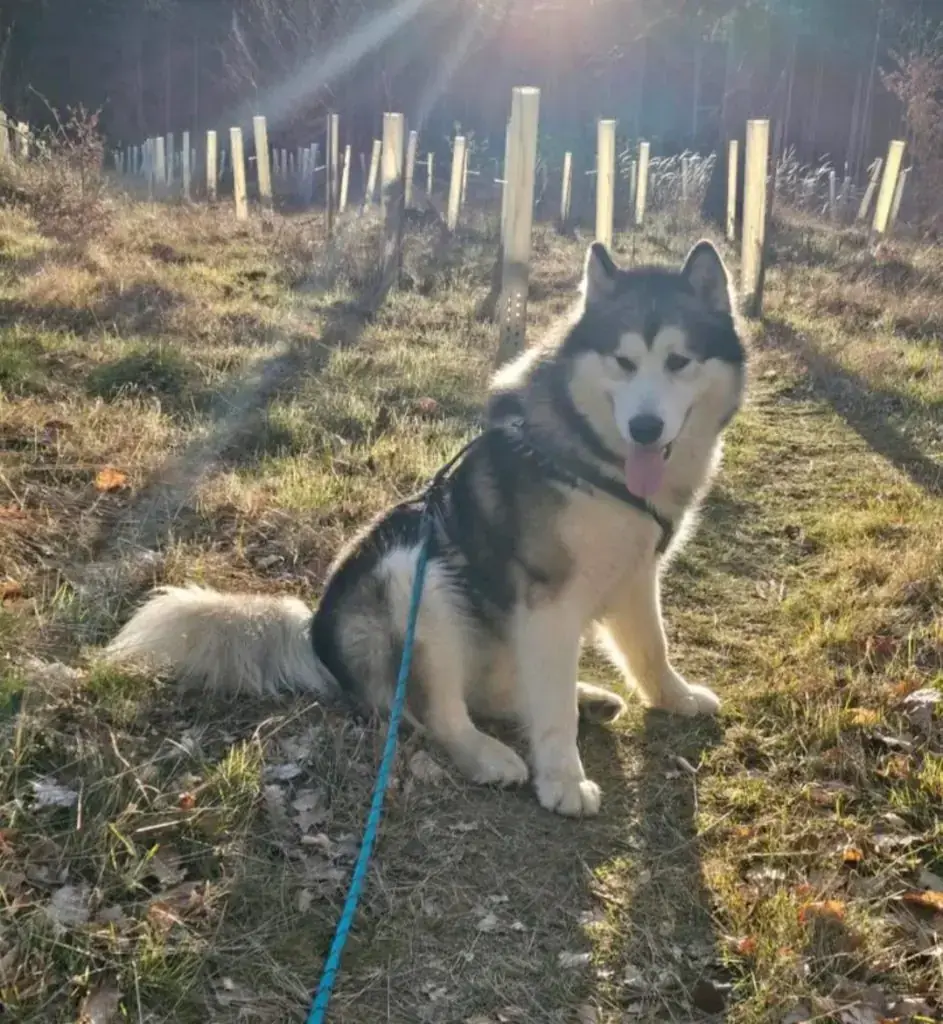 Maja - Siberian Husky - Bild 11