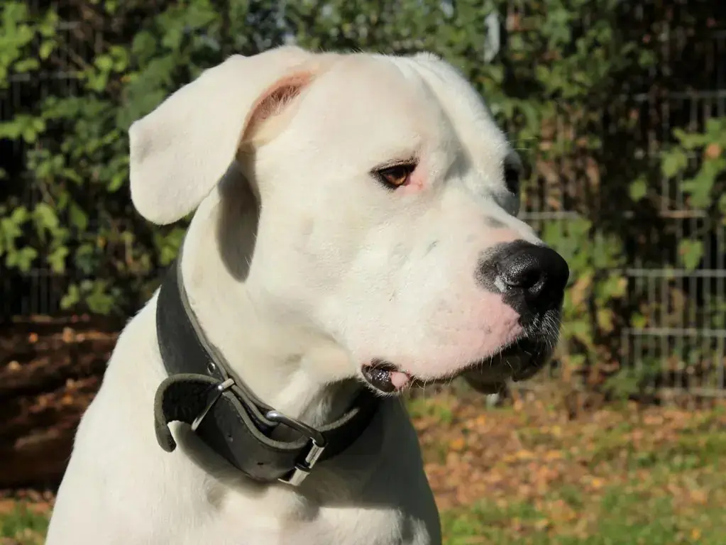 Blade - Dogo Argentino - Bild 3