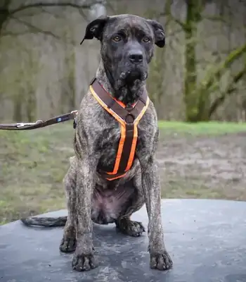 Cora – Staffordshire Bullterrier, Dogo Canario – Bild 15