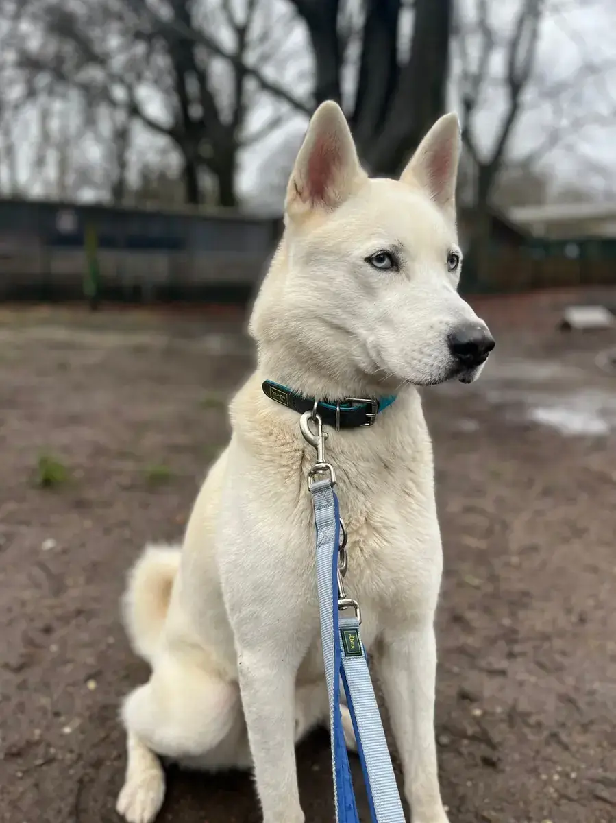 Loki - Siberian Husky - Bild 3