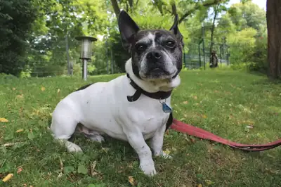 Buddy – Französische Bulldogge, Jack Russell Terrier – Bild 4
