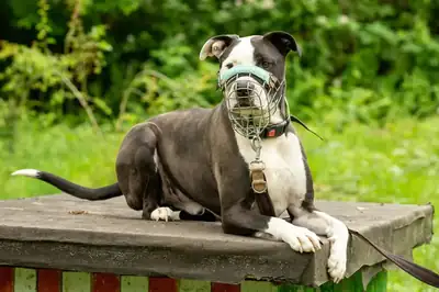 Bones – American Staffordshire Terrier – Bild 2