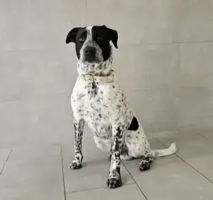 English Pointer-Mix Jeremy