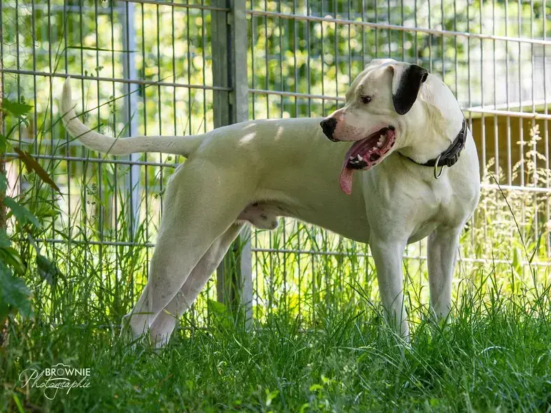 Hades - Dogo Argentino - Bild 8