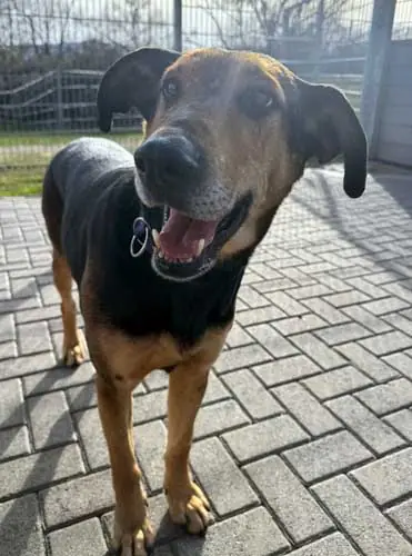 Lilly -  - Bild 6