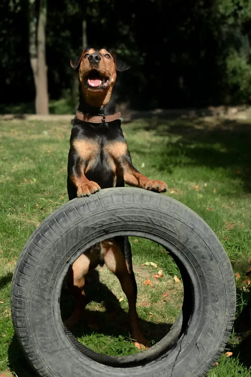 Rudi -  - Bild 16