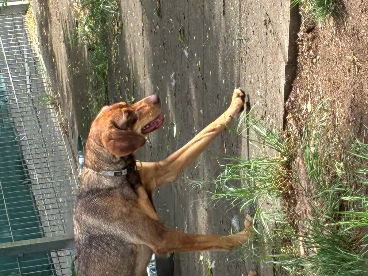 Tilda -  - Bild 7