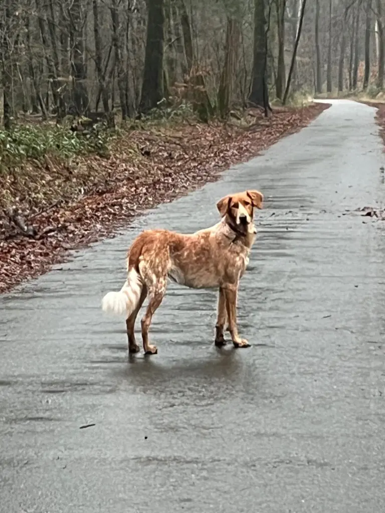 Ginger -  - Bild 2