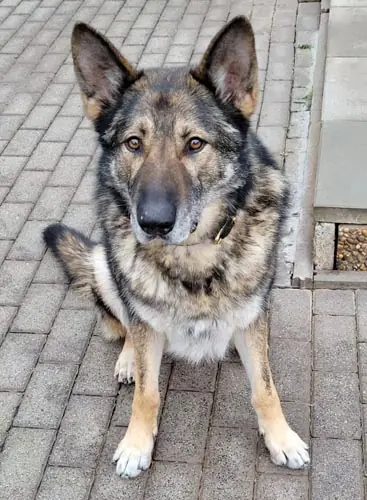 Wölfchen -  - Bild 6