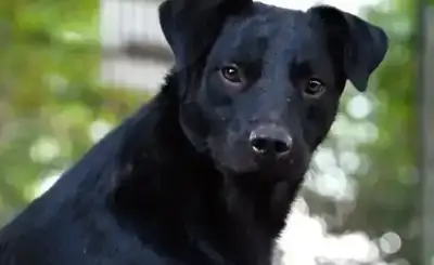 Puma – Hund – Bild 6