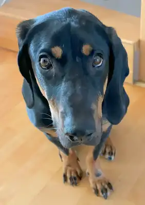 Chase – Hund – Bild 3