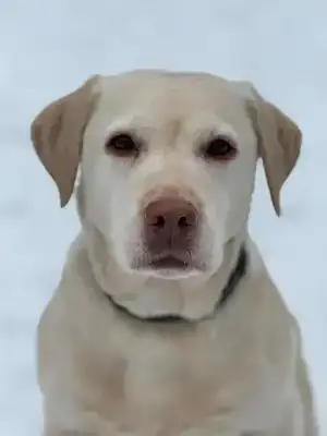 Merry – Labrador Retriever – Bild 2