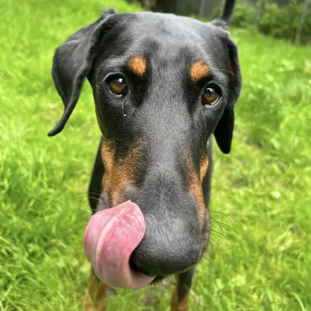 Abby - Dobermann - Bild 3