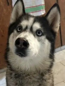 Siberian Husky Maja
